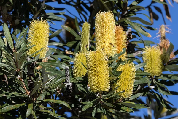 Australische Kust Banksia Boom Met Bloemen — Stockfoto
