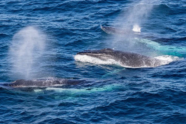 시드니 비행기를 수면에 혹등고래 — 스톡 사진