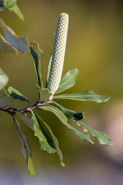 Sluiten Van Australische Kust Banksia — Stockfoto