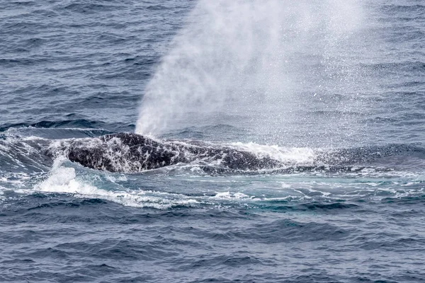 Φάλαινα Που Φυσάει Νερό Από Φυσητήρα — Φωτογραφία Αρχείου