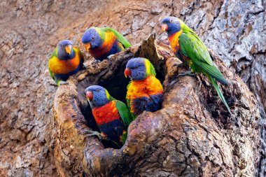 Avustralya Gökkuşağı Lorikeet ağaçtaki yuva deliğinde