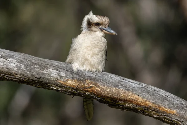 オーストラリアの笑いKookaburaは木の枝に腰掛けて — ストック写真