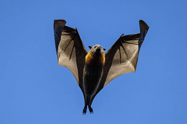 Australská Šedovlasá Létající Liška Letu — Stock fotografie