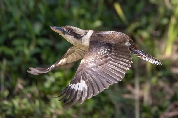 Ausztrál Röhögés Kookaburra Repülés Közben — Stock Fotó