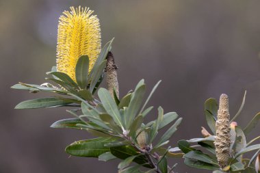 Coast Banksia tree in flower clipart