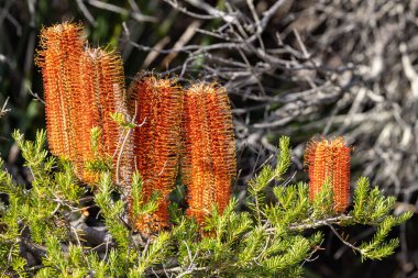 Avustralya Banksia ağacının çiçekli hali