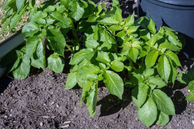 Ev bahçesinde yetişen patates bitkileri.