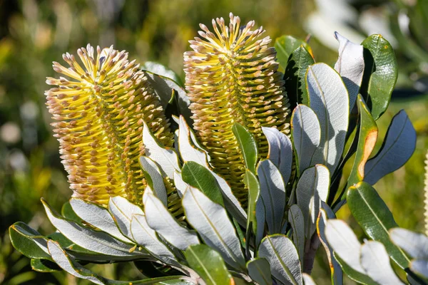 Kust Banksia Boom Met Bloemen — Stockfoto