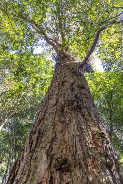 Kraliyet Ulusal Parkı 'ndaki Büyük Terebentin Ağacı, Sydney Avustralya