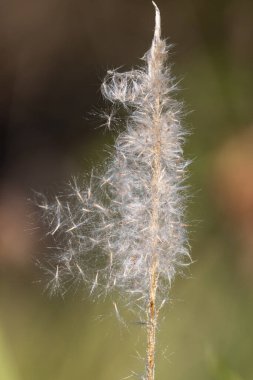 Rüzgâr tarafından taşınan tohum yayma mekanizmasını gösteren bir sazlık ya da ot. 