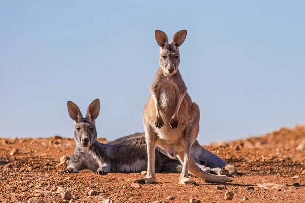 Australische Rote Kängurus Outback Von New South Wales — Stockfoto