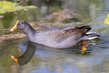 Avustralya Dusky Moorhen gölette kürek çekiyor