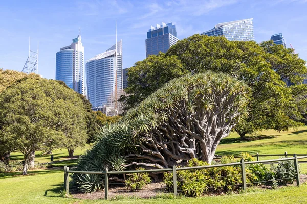 Drakträd Infödda Kanarieöarna Och Sydney Royal Botanic Garden — Stockfoto
