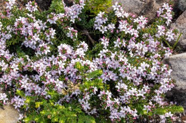 Avustralya Kutu Yaprak Ağaç Çiçeği bitkisi