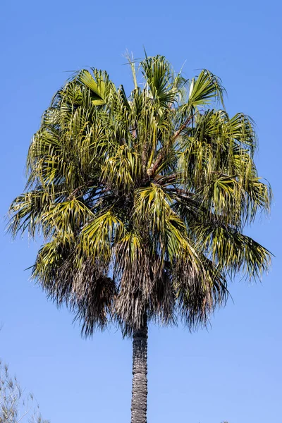 Australian Cabbage Tree Palms with blue sky background