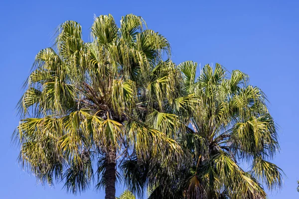 Australian Cabbage Tree Palms Avec Fond Bleu Ciel — Photo