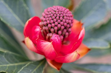 New South Wales Waratah 'a yakın.  