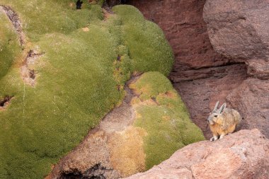 Altiplano Bolivya 'daki Yareta Fabrikası' nın yanındaki kayaların üzerinde dinlenen Güney Viscacha.