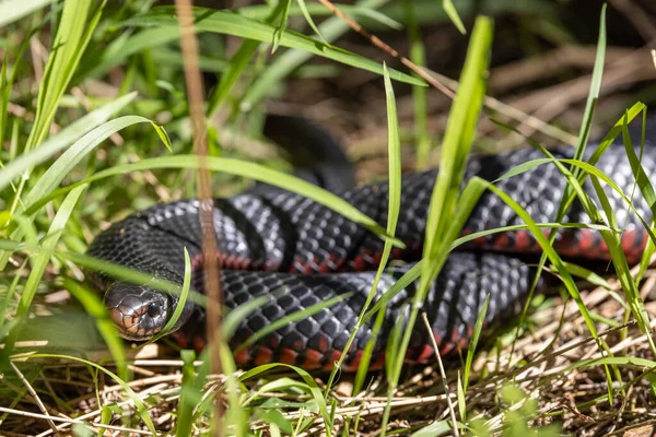 Australský Černý Had Červeným Břichem Ukrytý Dlouhé Trávě — Stock fotografie