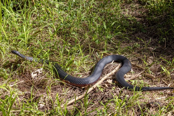 澳洲红肚皮黑蛇沐浴在阳光下 — 图库照片