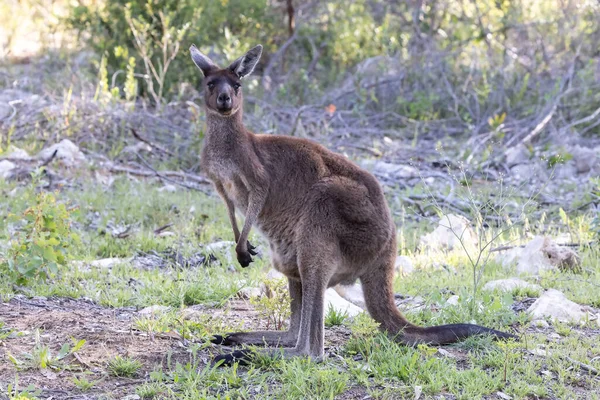 Vahşi Avustralya Batı Gri Kangurusu — Stok fotoğraf