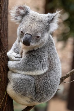 sakız ağacı istirahat koala