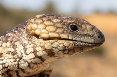 Ağzı açık Avustralya Shingleback Kertenkelesi