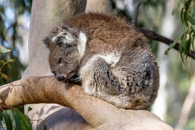 Avustralya Koalası Öklid ağaç dalında uyuyor