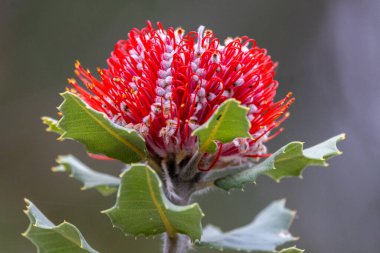 Batı Avustralya Kırmızısı veya Waratah Banksia