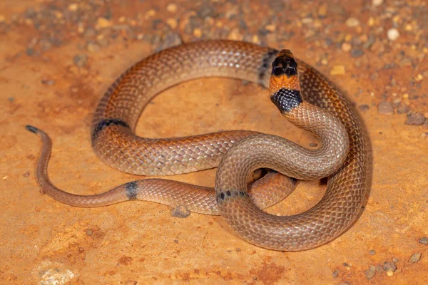 Australian Ringed Brown snake in defensive pose