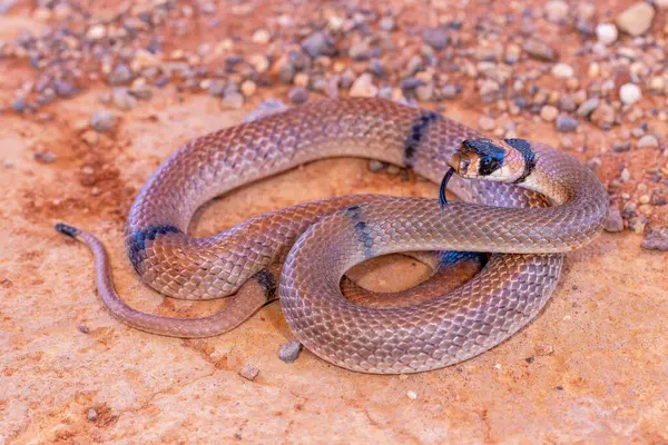 Australian Ringed Brown snake flickering it\'s tongue