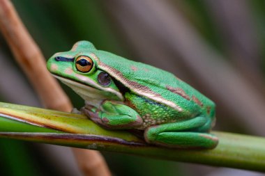 Australian endangered Green and Golden Bell Frog