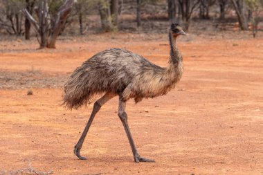 Emu, Gundabooka Ulusal Parkı 'ndaki Avustralya kırsalında yürüyor.