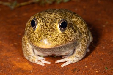 Avustralya Yeni Hollanda Kurbağası 'na yaklaş.
