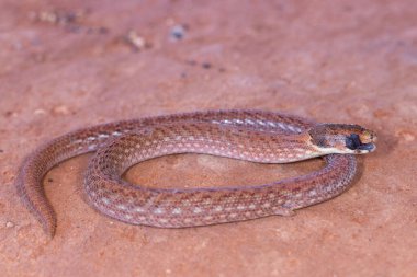 Avustralya Doğu Kapüşonlu Pul Ayak Temizleme Gözü