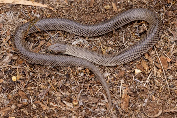 stock image Close up of Australian Curl Snake