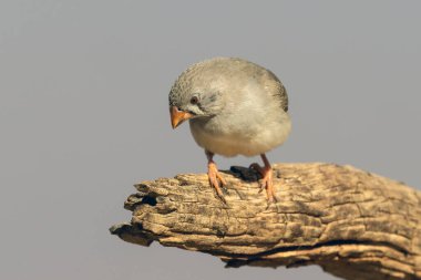 Dişi Avustralya Zebra ispinozu kütüğün üzerine tünemiş