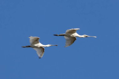 Avustralya Sarı gagalı Kaşık Faturaları