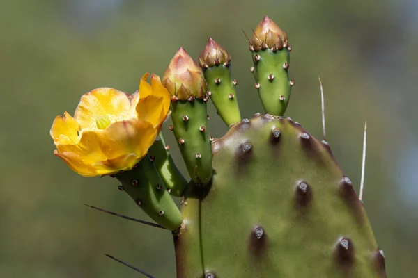 Close Prickly Pear Flower — Stock Photo, Image