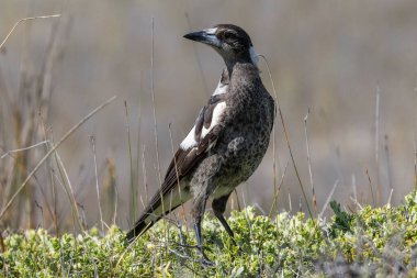 Avustralya Saksağanı yerde yiyecek arıyor.