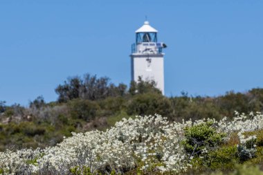 Flannel Çiçekleri ve Cape Bailey Deniz Feneri; Kamay Ulusal Parkı Sydney Avustralya
