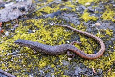 Avustralyalı Gelincik Yosunlu zeminde