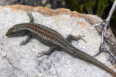 Avustralyalı White 'ın Skink' i kumtaşı kayanın üzerinde güneşleniyor