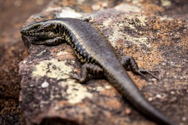 Avustralya Doğu Su Kayağı Kum Taşı Kayası 'nda güneşleniyor
