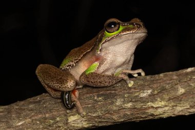 Avustralya Mavi Dağları Ağaç Kurbağası bacağına yapışmış bir sülükle