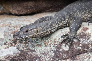 Avusturalya Heath veya Rosenberg 'in Kertenkele İzleyicisi