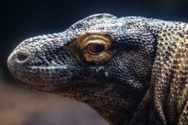 Esir Komodo Ejderhası 'nın Kapanışı