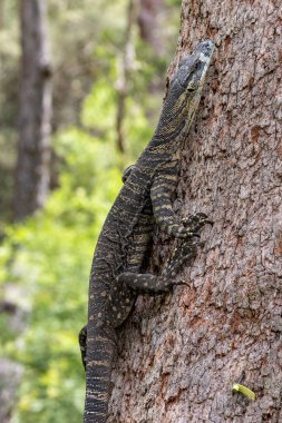Avustralya Dantelli Monitör Kertenkele tırmanma ağacı