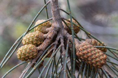 She-oak ağaç tohumlarını kapatın.