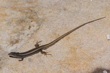 Avustralya Bakır kuyruklu Skink kumtaşı kayanın üzerinde güneşleniyor